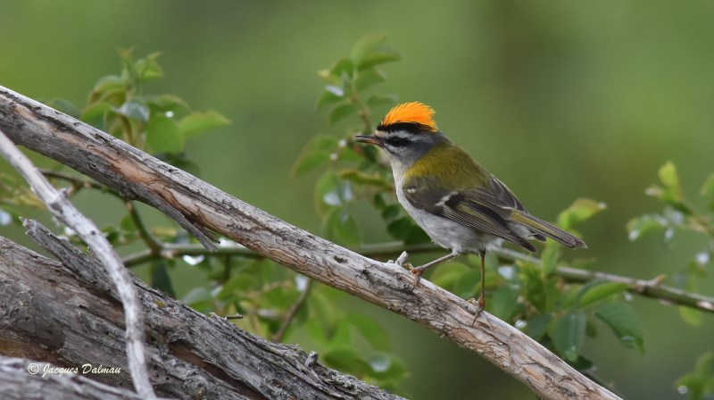 Roitelet triple bandeau .jpg